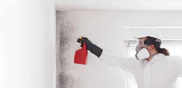 Best Localized Mold Remediation (e.g., coastal areas, humid climates) in Monmouth Beach, NJ